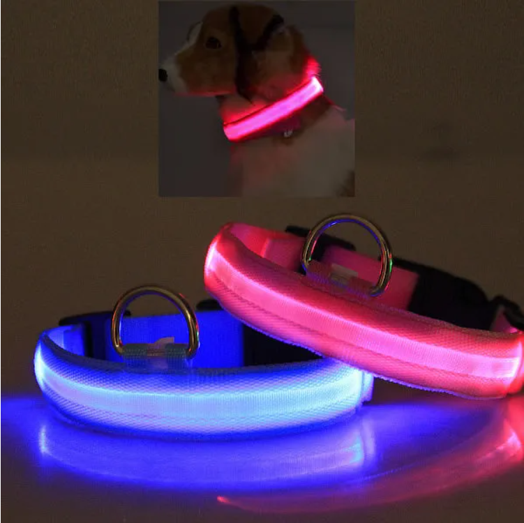 Small dog wearing the LED halo collar glowing at night