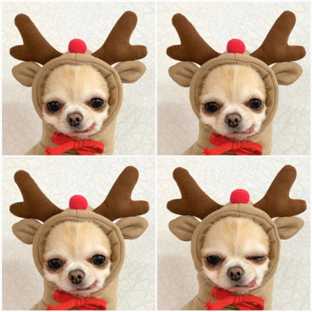 Cute Fruit Dog Hoodie – Warm Winter Fleece Sweater for Small Dogs