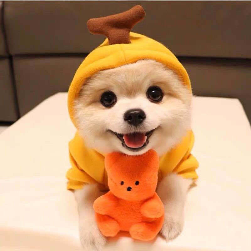Cute Fruit Dog Hoodie – Warm Winter Fleece Sweater for Small Dogs